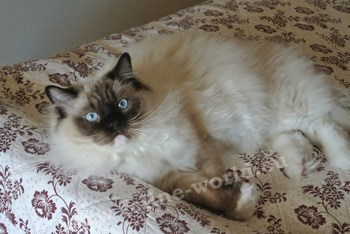 RAGDOLL_seal_mitted (RACE).JPG